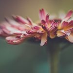 吃瓜网免费吃瓜黑料泄密爆料曝光…,吃瓜52黑料 77g3dkj